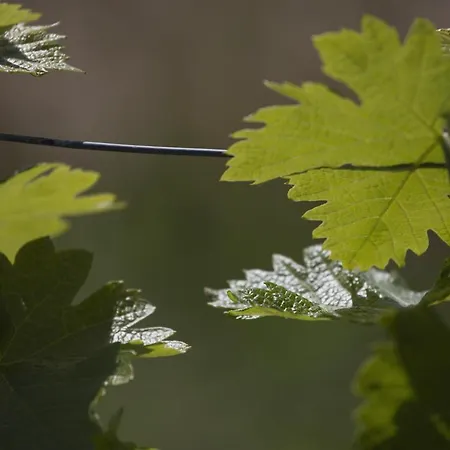 卡希纳尼欧农家乐 农家乐
