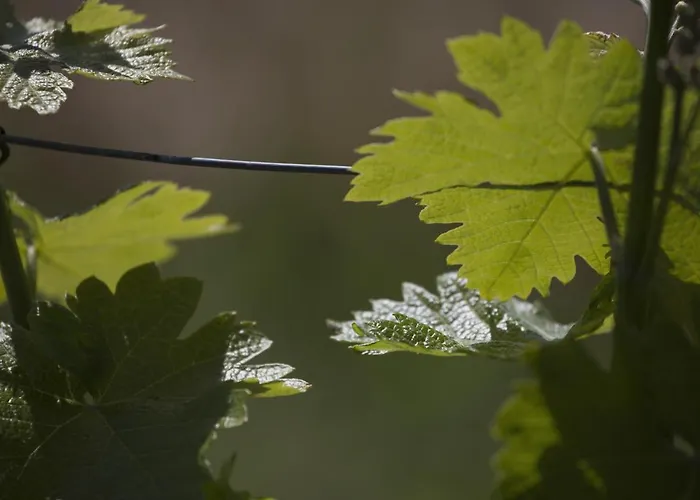 Cascina Marcantonio Farma